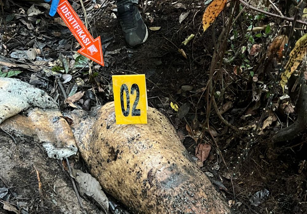 Polisi Periksa 40 Saksi Terkait Gajah Mati Tanpa Kepala, Termasuk Pegawai Perusahaan