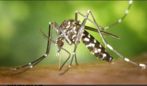 Begini Tips Kemenkes Cegah Penyebaran Nyamuk Malaria