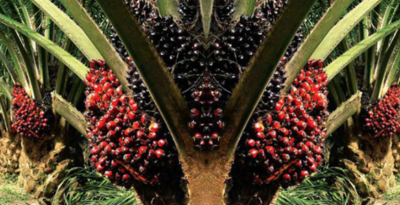 Harga TBS Kelapa Sawit Mitra Swadaya di Riau Pekan Ini Naik