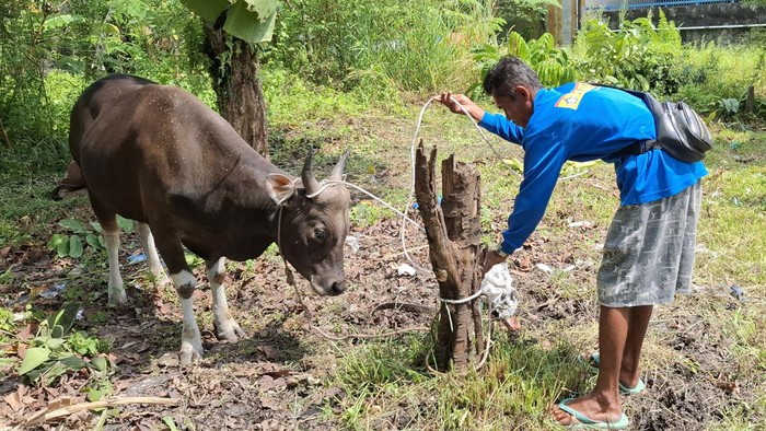 Buruh Bangunan di Pekanbaru, Ikut Kurban Perdana Modal Rp 55 Ribu