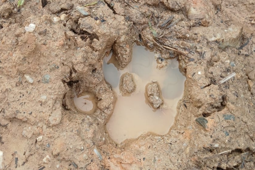 Bukan Penyusup, Harimau yang Viral di Siak Hanya Sedang Menapak Tilas di Rumah Sendiri