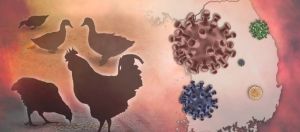 Pemprov Riau Surati Kabupaten/Kota Antisipasi Penyebaran Virus Flu Burung
