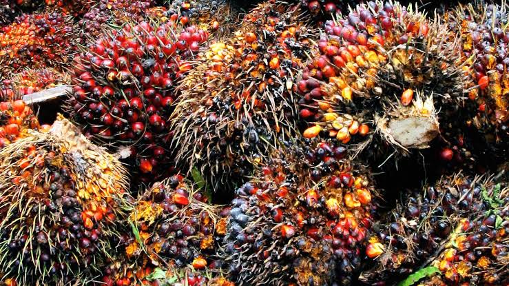 Harga Kelapa Sawit di Riau Naik, Cek Daftar Lengkapnya